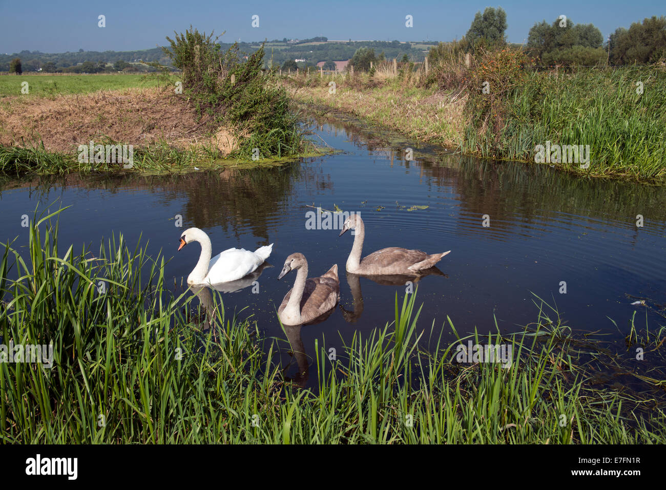 Une famille de cygnes dans un reen sur le Gwent Niveaux entre Cardiff et Newport, Pays de Galles. Banque D'Images