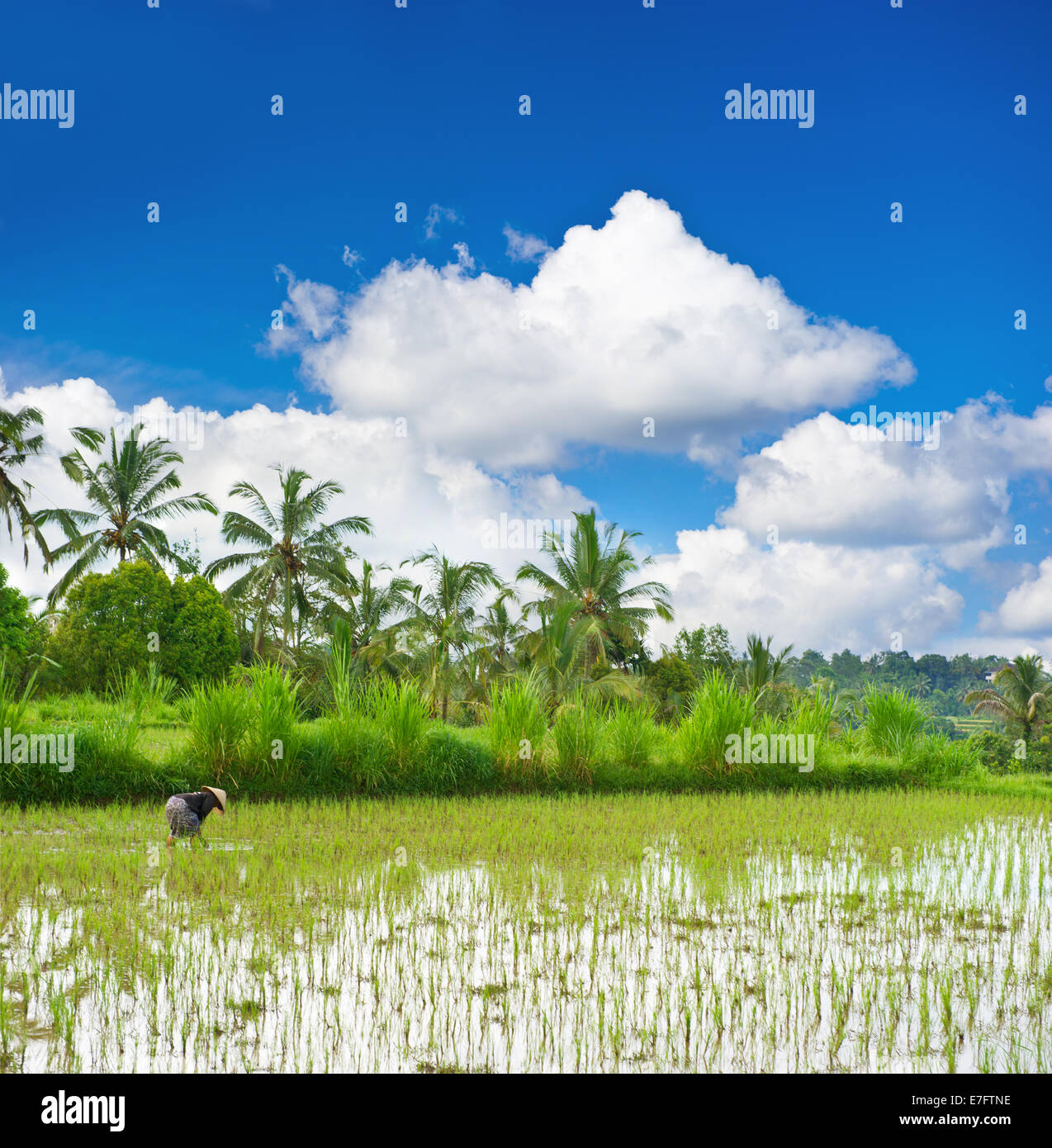 Tropical avec riz vert déposé, palmiers et ciel nuageux ciel bleu Banque D'Images Tropical avec riz vert déposé, palmiers et ciel nuageux ciel bleu Banque D'Images