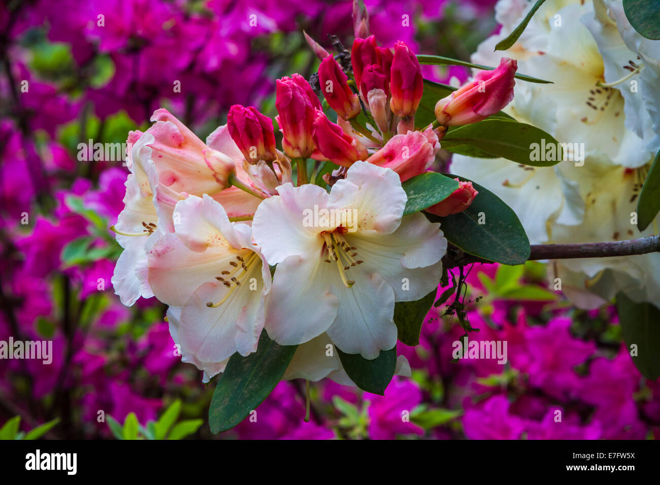 Libre de rhododendron en fleurs au Crystal Springs Rhododendron Gardens à Portland, Oregon, USA. Banque D'Images