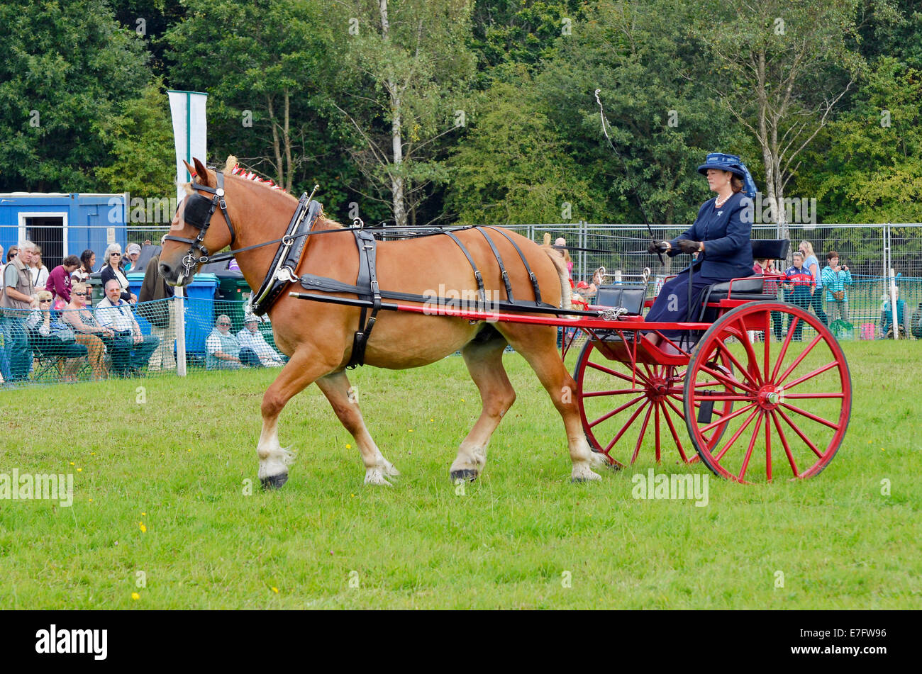 Etalons chevaux lourds tirant deux-roues buggies légers du type utilisé par les hommes voyageant 'Stallion' du 19e siècle. Banque D'Images