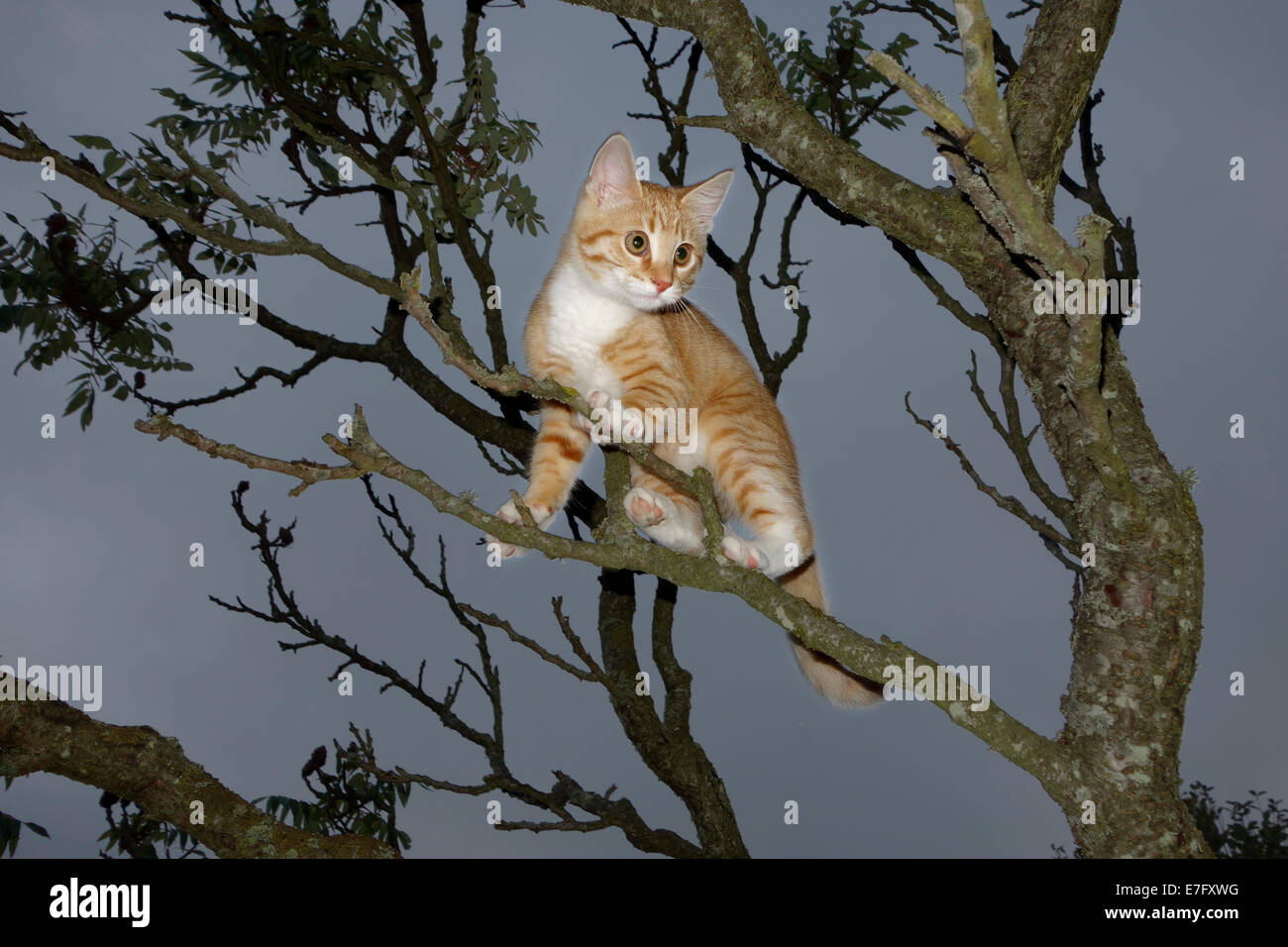 Animal chaton grimpe un arbre vinaigrier. Banque D'Images