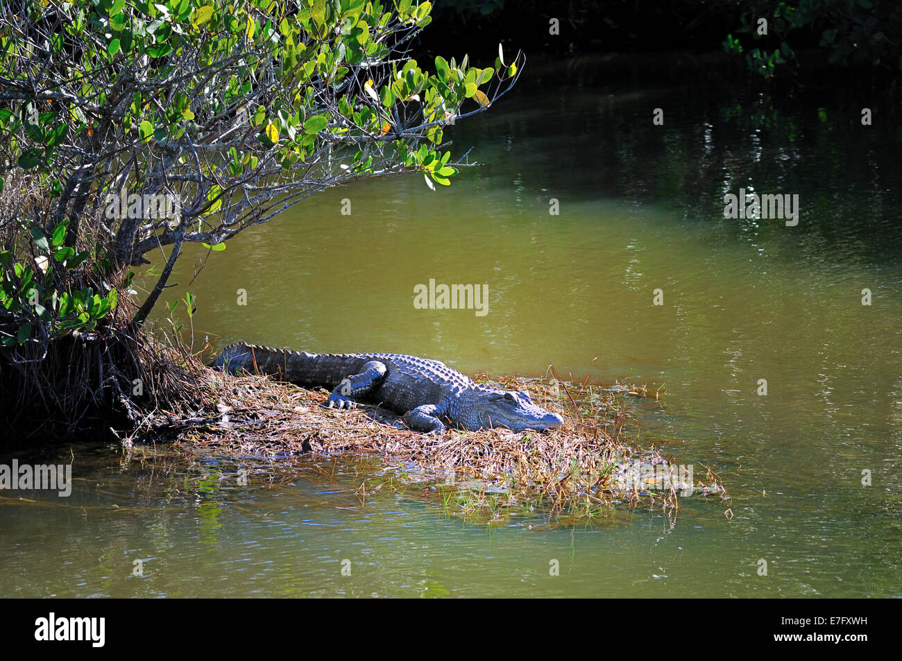 Reposant sur l'Alligator à la banque Merritt Island Wildlife Refuge, Titusville, Floride Banque D'Images