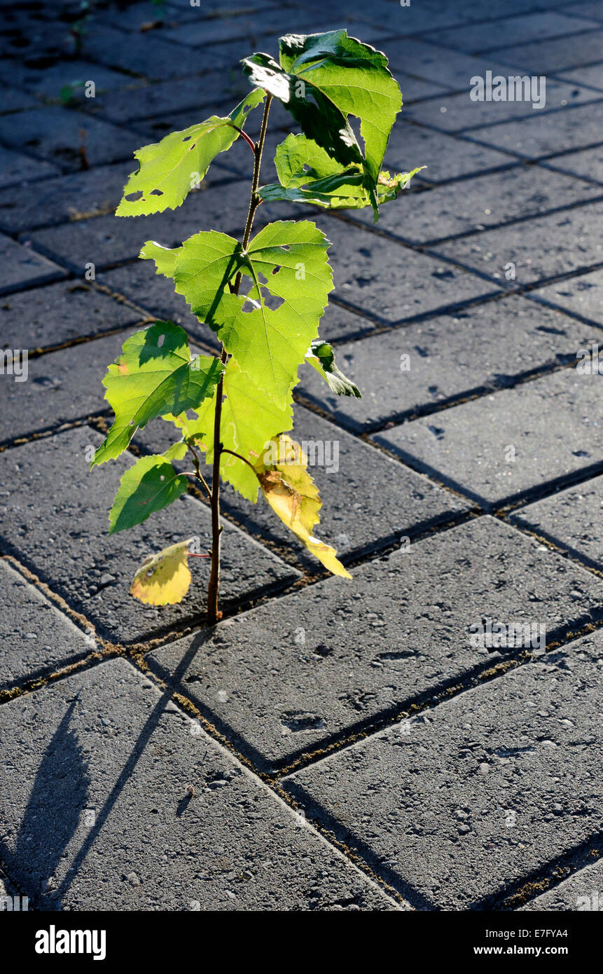 Peu de germe d'une pin-arbre qui pousse sur la chaussée dans la ville Banque D'Images