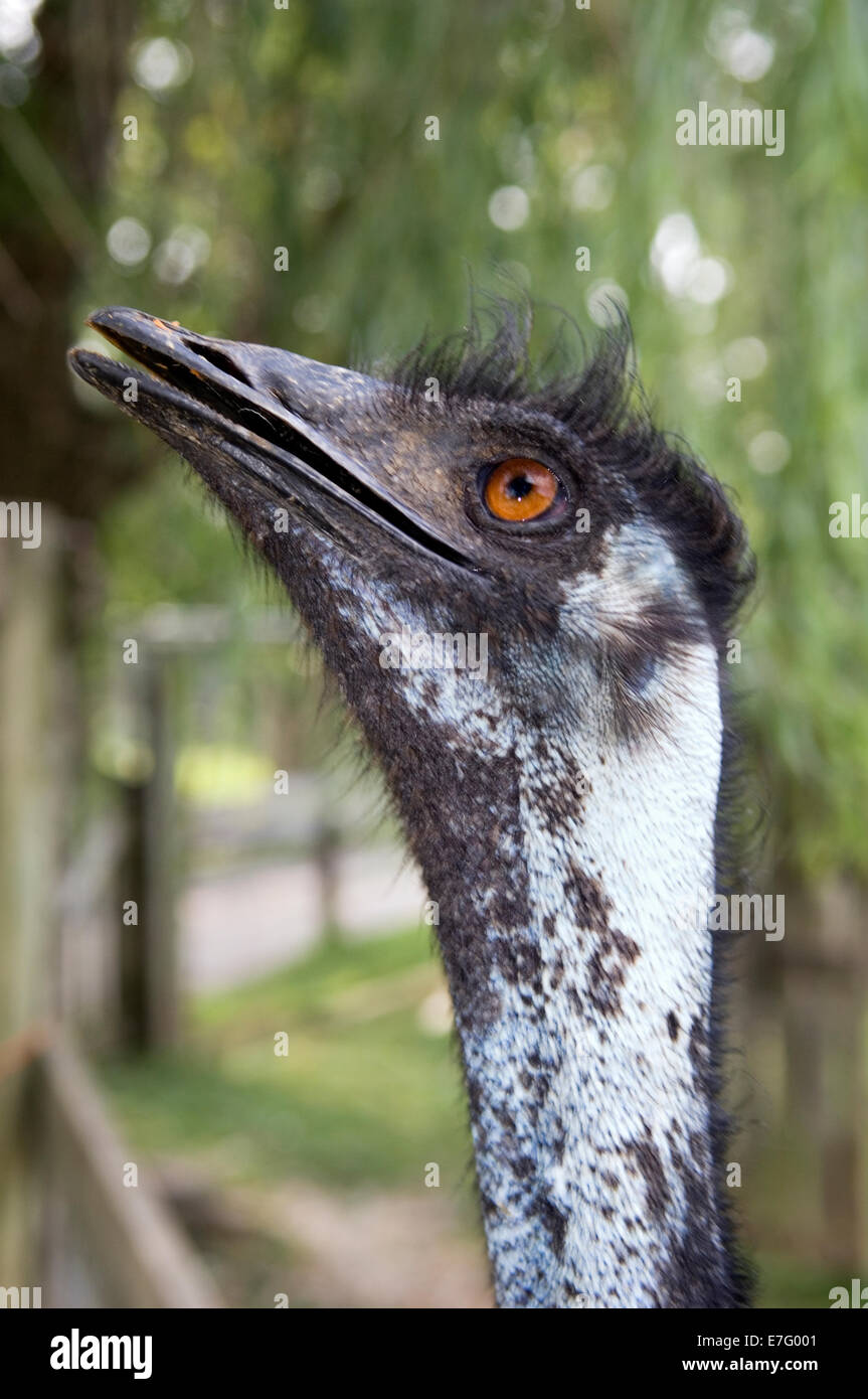 Portrait d'une tête moche Banque de photographies et d’images à haute ...