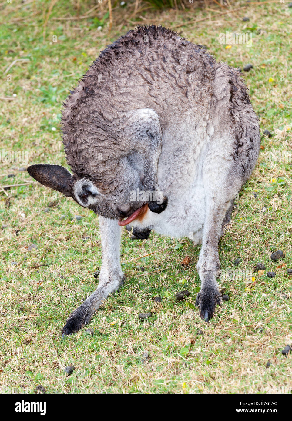 Kangeroo en scrutant le sachet à baby Banque D'Images