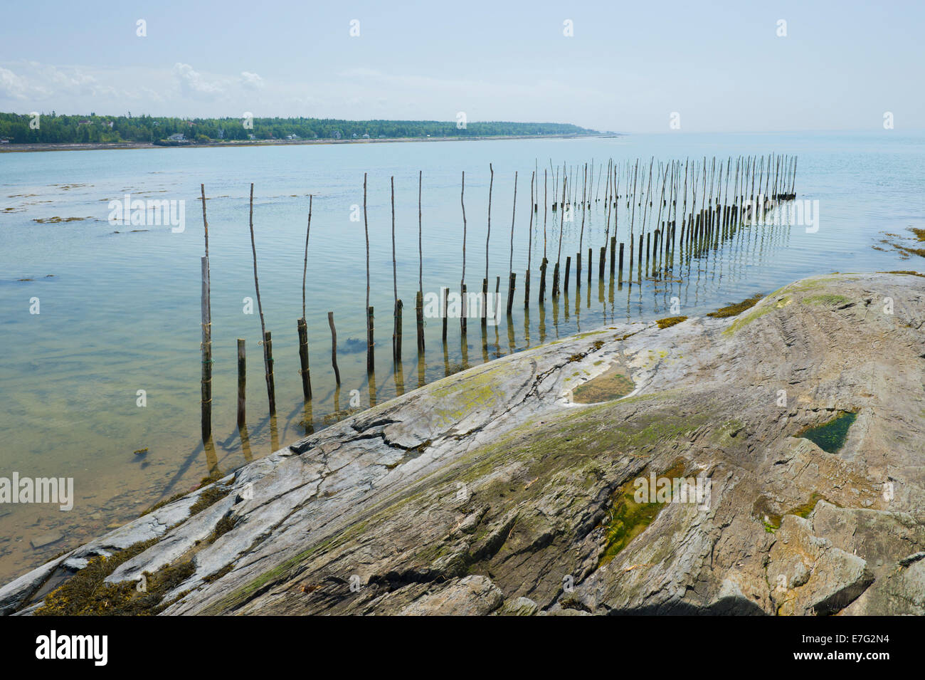 Bâtonnets de bois utilisé pour maintenir les filets pour la pêche à l'anguille sur le fleuve Saint-Laurent, province de Québec, Canada. Banque D'Images