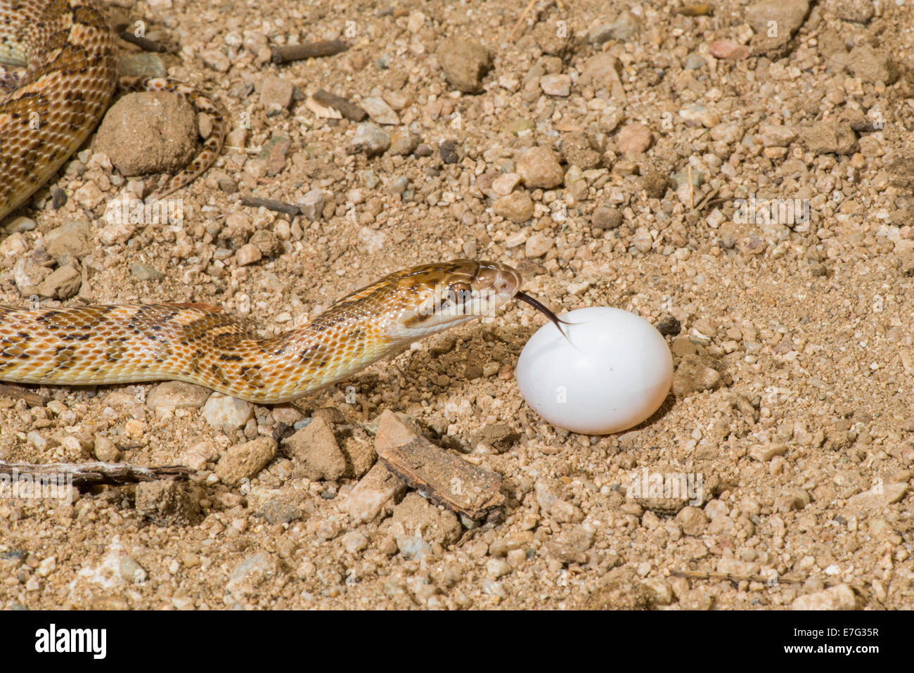 Serpent glacé Arizona elegans Tucson, Arizona, États-Unis 14 septembre adulte avec Mounring (Dove Zenaida macroura) oeuf. Banque D'Images