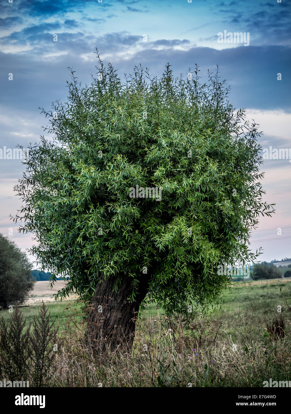 Lonely willow tree croissant dans la prairie Banque D'Images