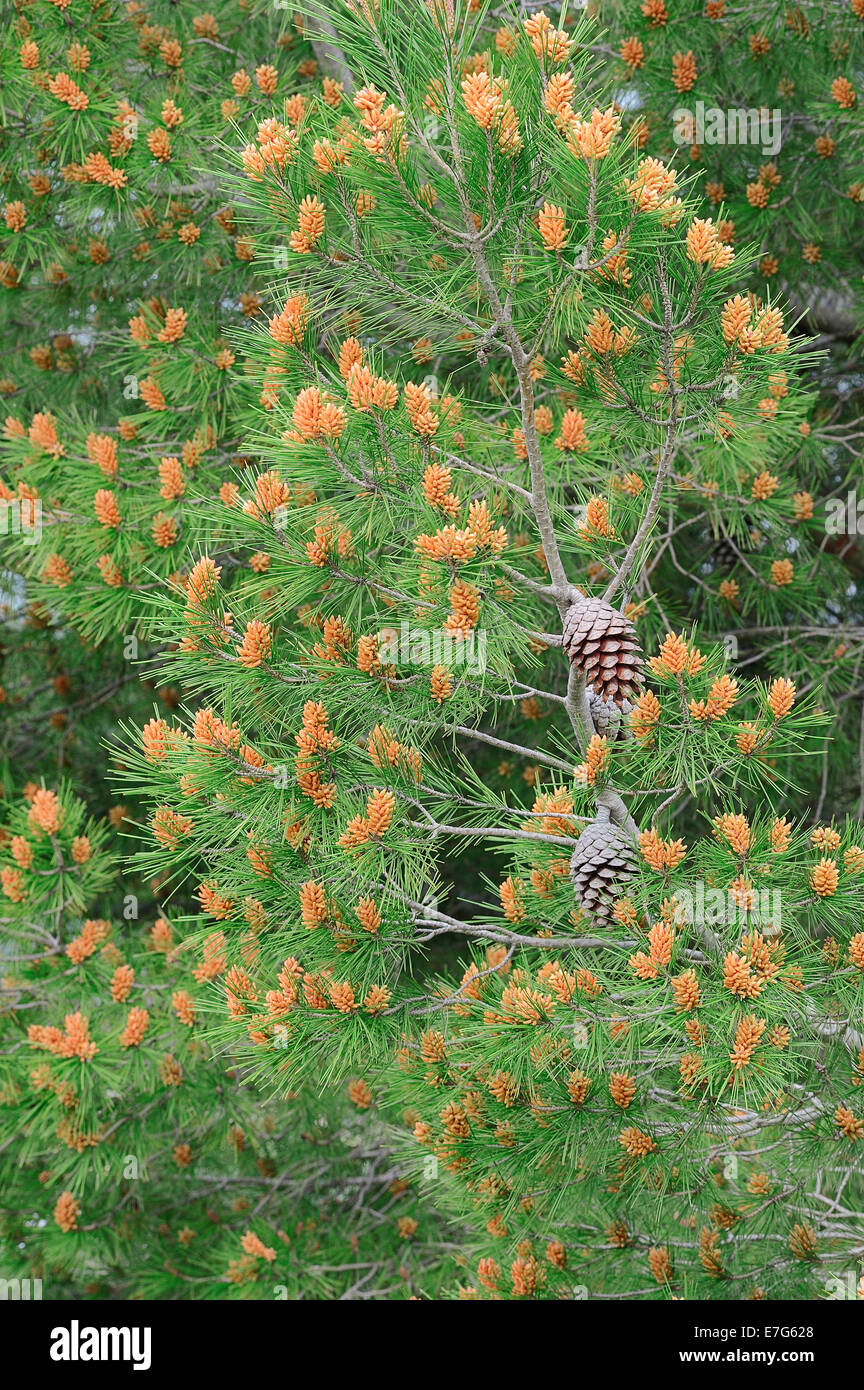 European pin noir (Pinus nigra), Provence, Sud de France, France Banque D'Images