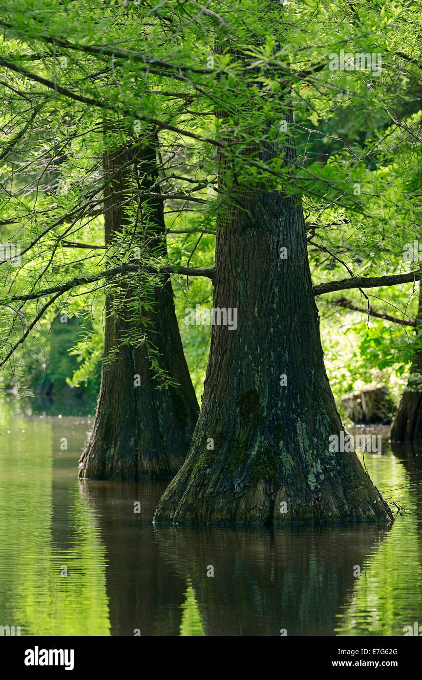 Le cyprès chauve ou cyprès Taxodium distichum (Marais), originaire d'Amérique du Nord, en Rhénanie du Nord-Westphalie, Allemagne Banque D'Images