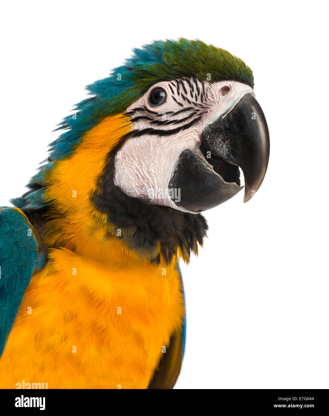 Close-up of a Blue-and-yellow Macaw (14 semaines) en face d'un fond blanc Banque D'Images Close-up of a Blue-and-yellow Macaw (14 semaines) en face d'un fond blanc Banque D'Images