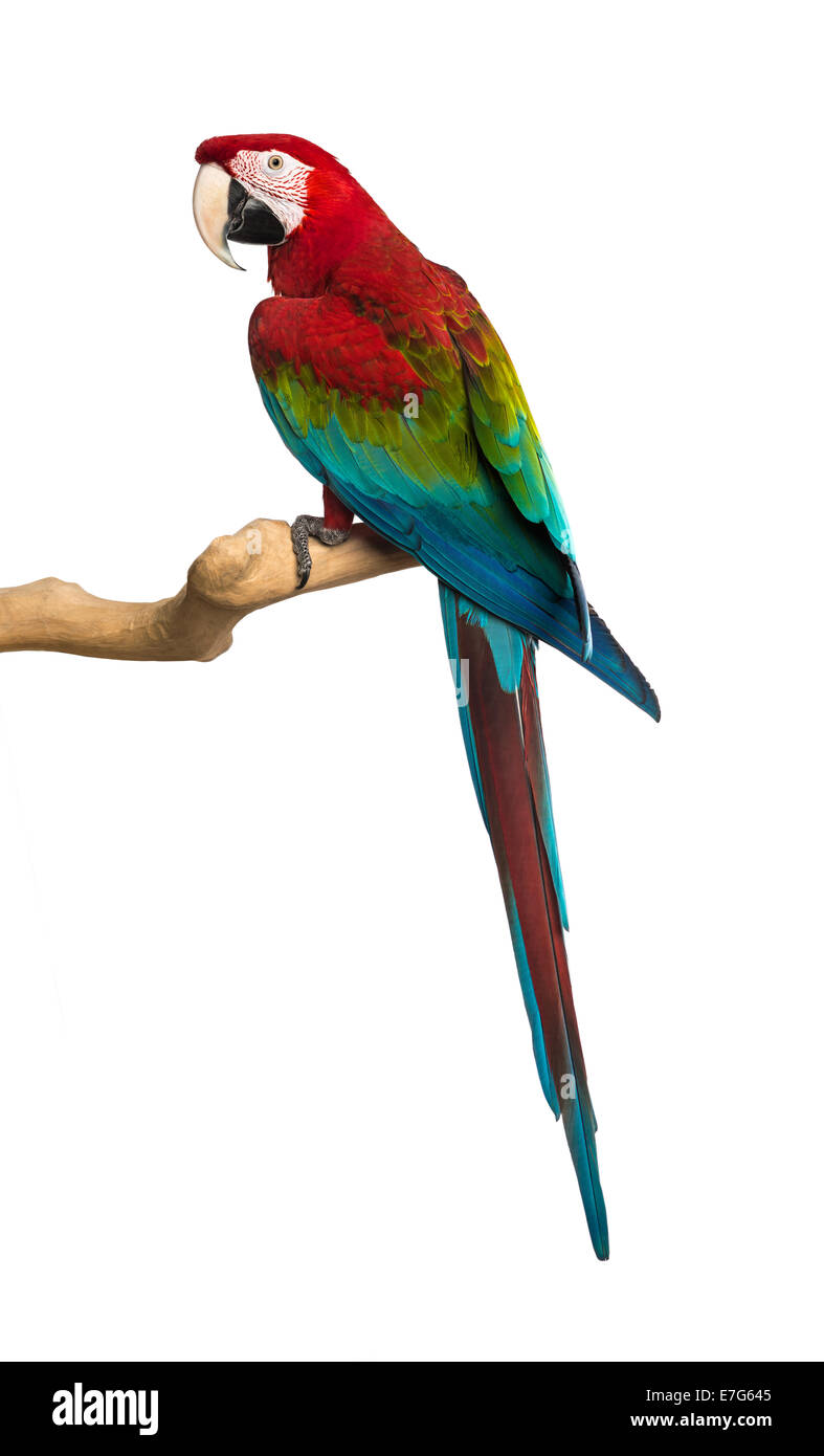 Le rouge et vert Macaw perching on branch in front of white background Banque D'Images