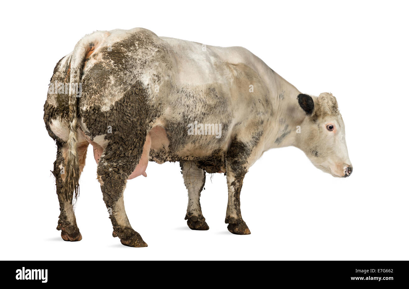Enceintes sale bleu belge cow standing in front of white background Banque D'Images