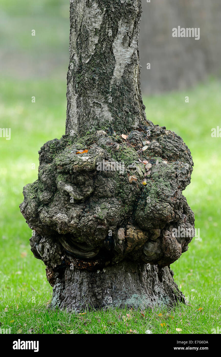 Le bouleau verruqueux (Betula pendula, Betula alba, Betula verrucosa), la croissance sur le tronc, en Rhénanie du Nord-Westphalie, Allemagne Banque D'Images