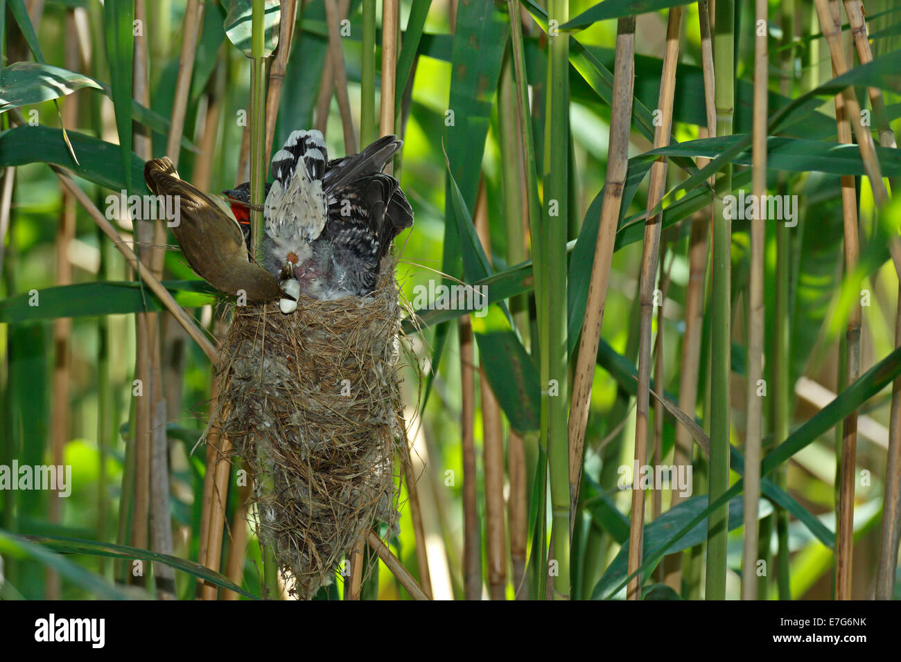 Un Reed Warbler (Acrocephalus scirpaceus) prend l'excrément un coucou (Cuculus canorus), jeune oiseau, oiseau de l'hôte pour le coucou Banque D'Images