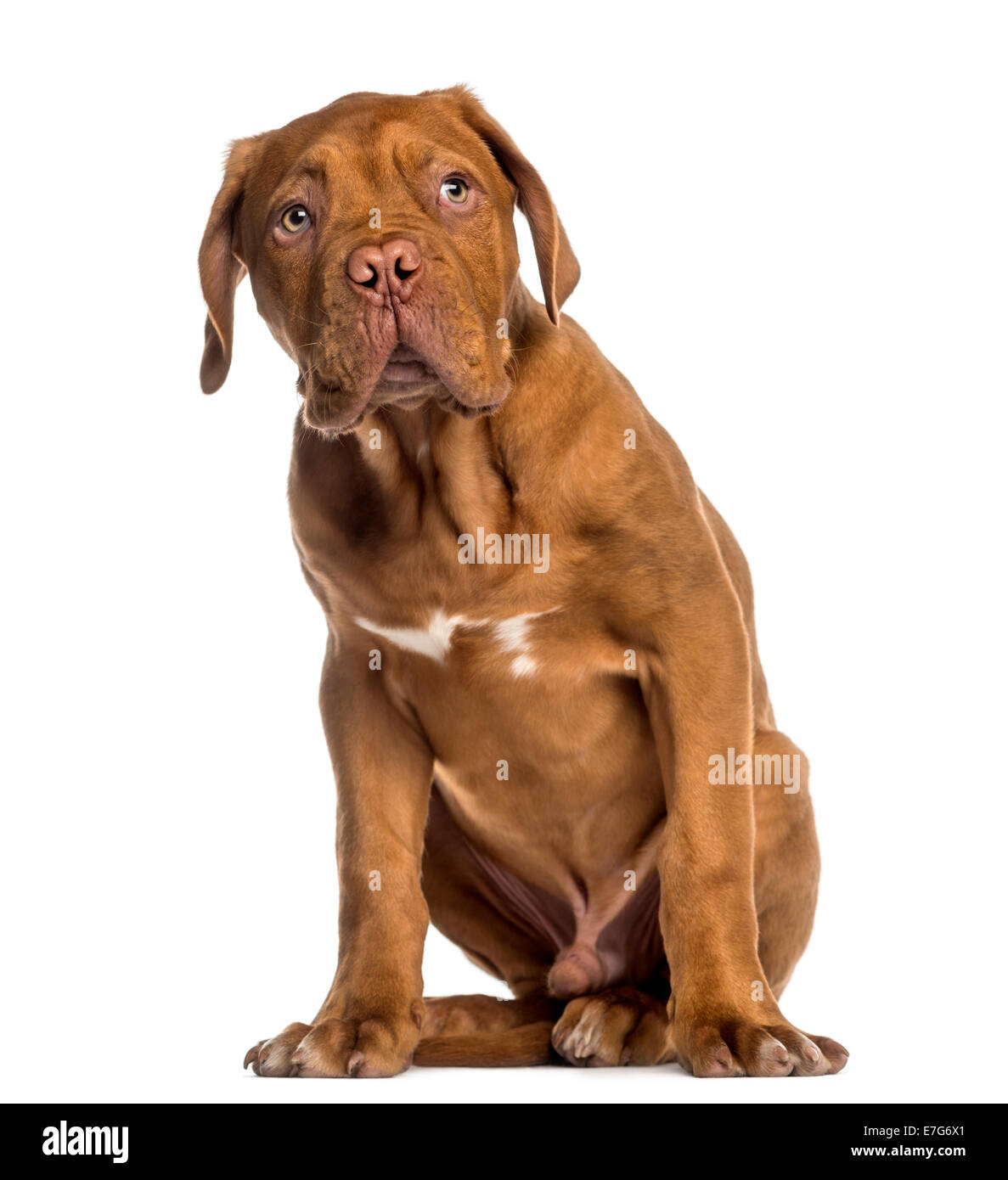 Dogue de Bordeaux puppy sitting (4 mois) contre fond blanc Banque D'Images