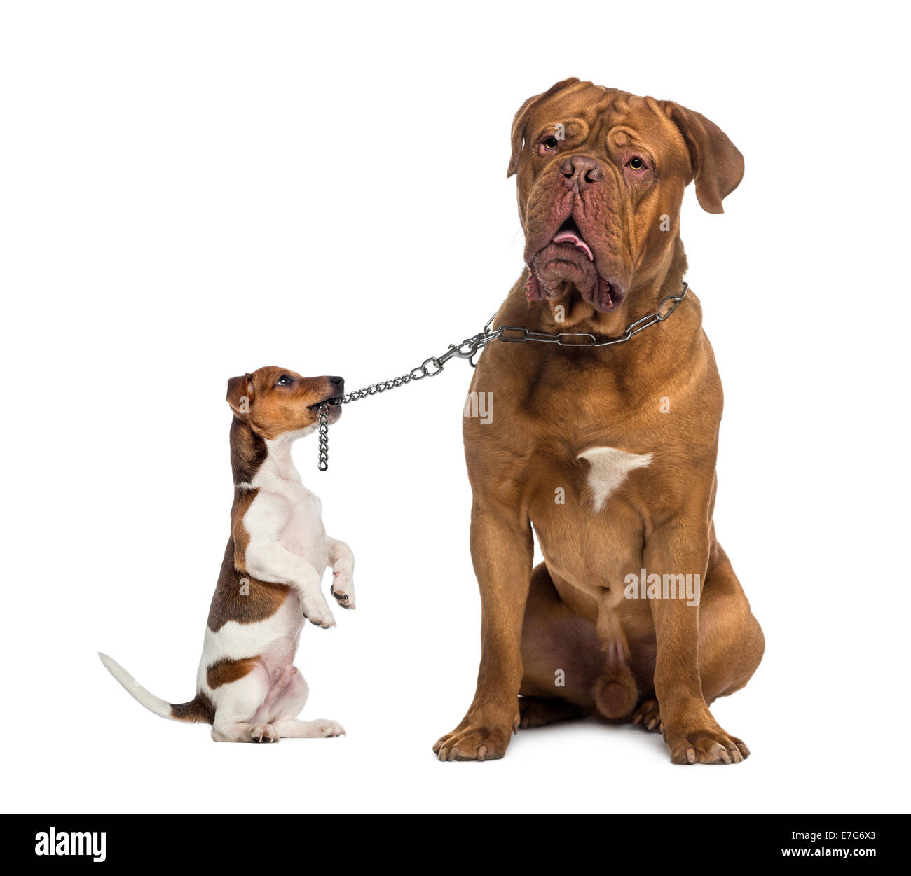 Jack Russell tenant un Dogue de Bordeaux avec une chaîne laisse against white background Banque D'Images