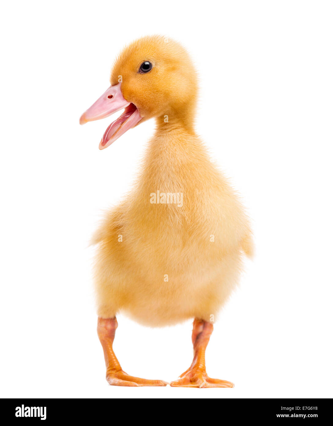 Canard (7 jours) quacking in front of white background Banque D'Images Canard (7 jours) quacking in front of white background Banque D'Images