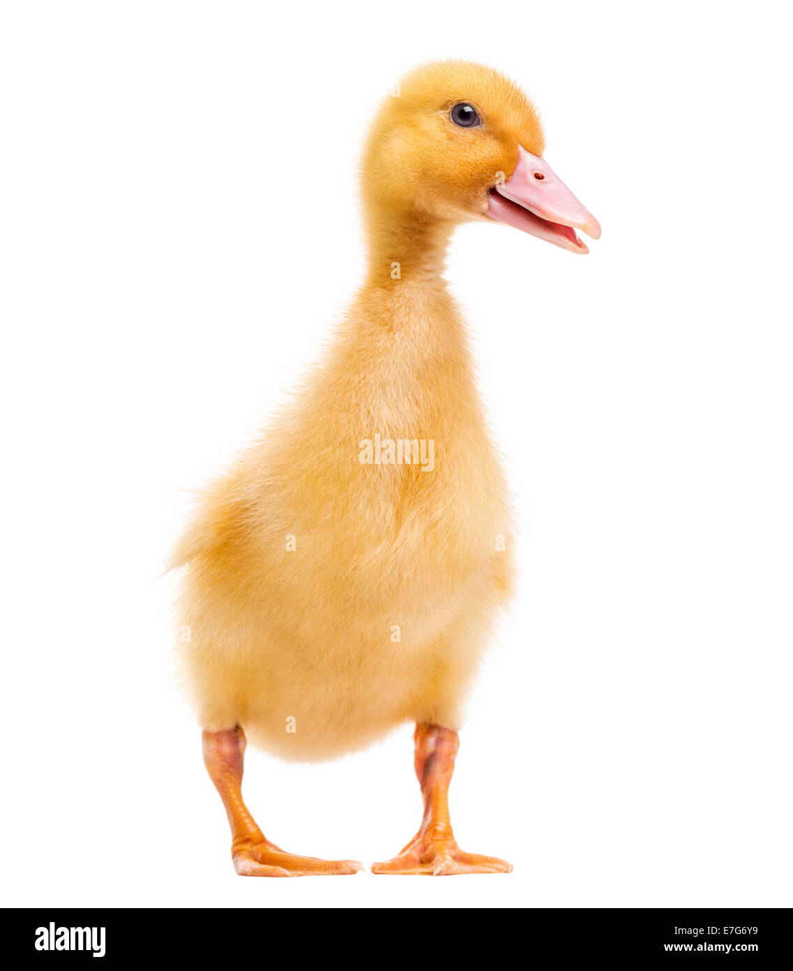 Canard (7 jours) in front of white background Banque D'Images Canard (7 jours) in front of white background Banque D'Images