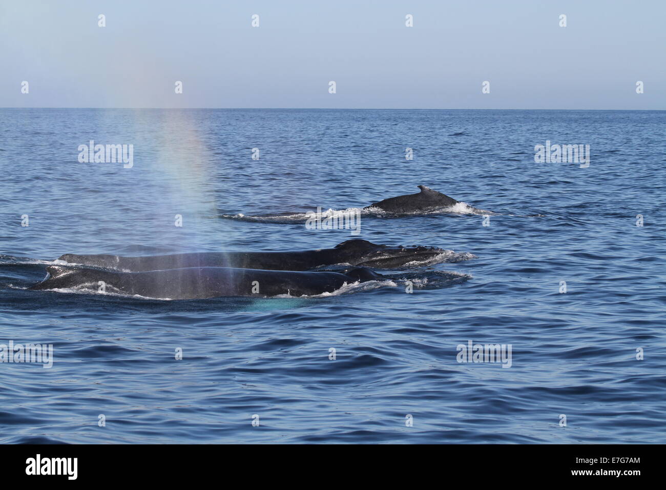 3 baleines à bosse Banque D'Images
