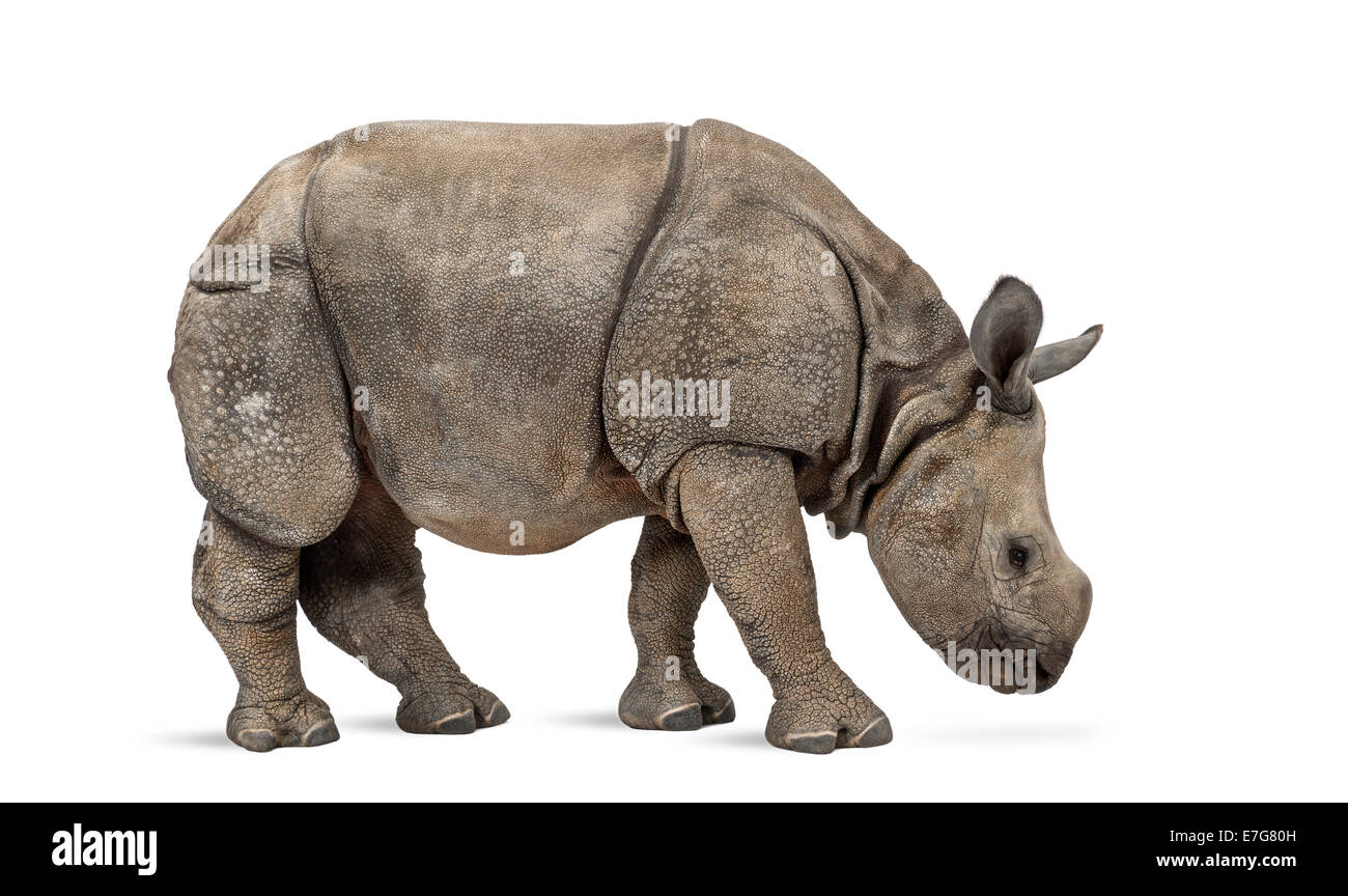 Jeune Indien rhinocéros à une corne (8 mois) in front of white background Banque D'Images