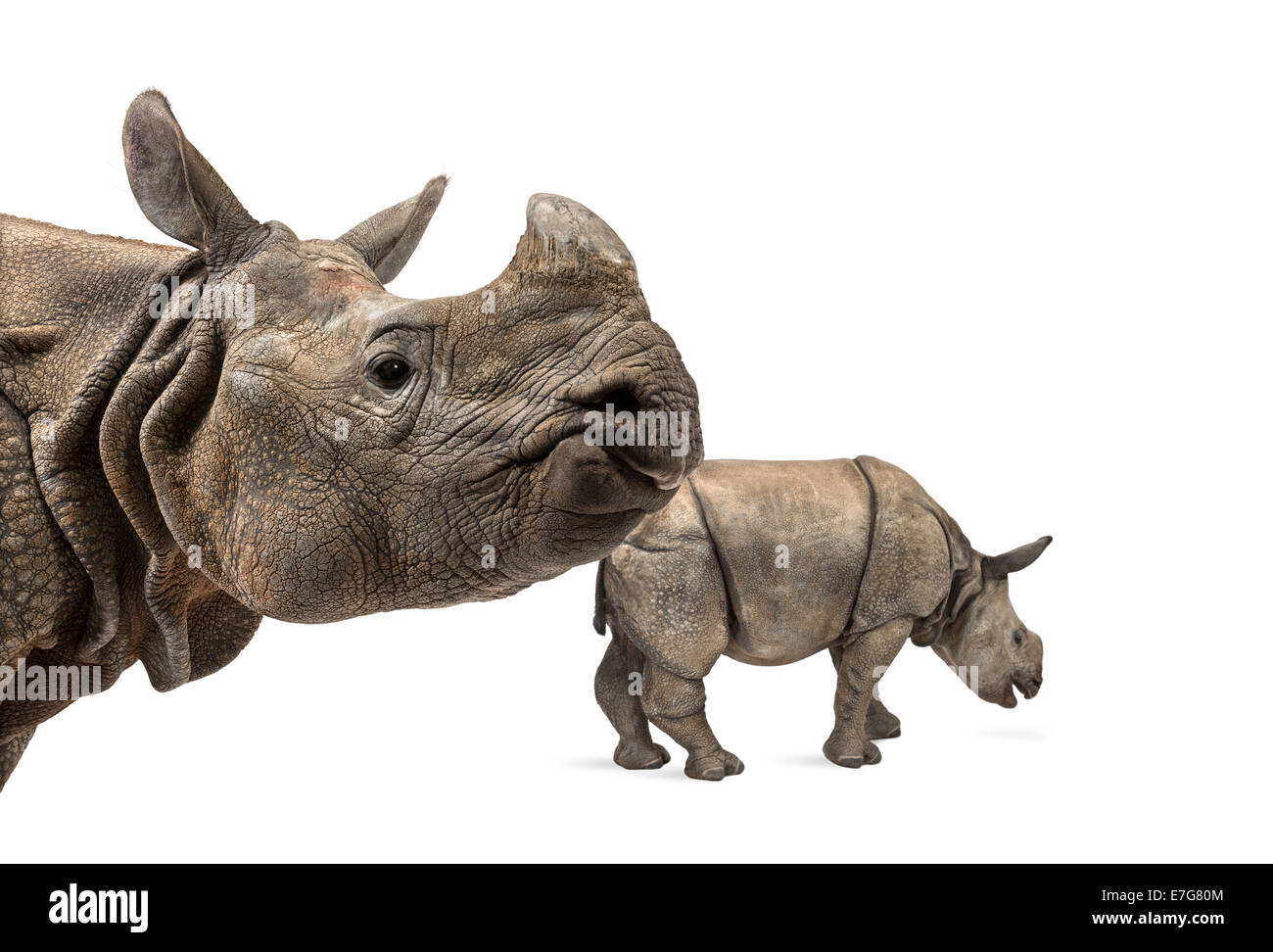 Rhinocéros indien mère et son bébé in front of white background Banque D'Images