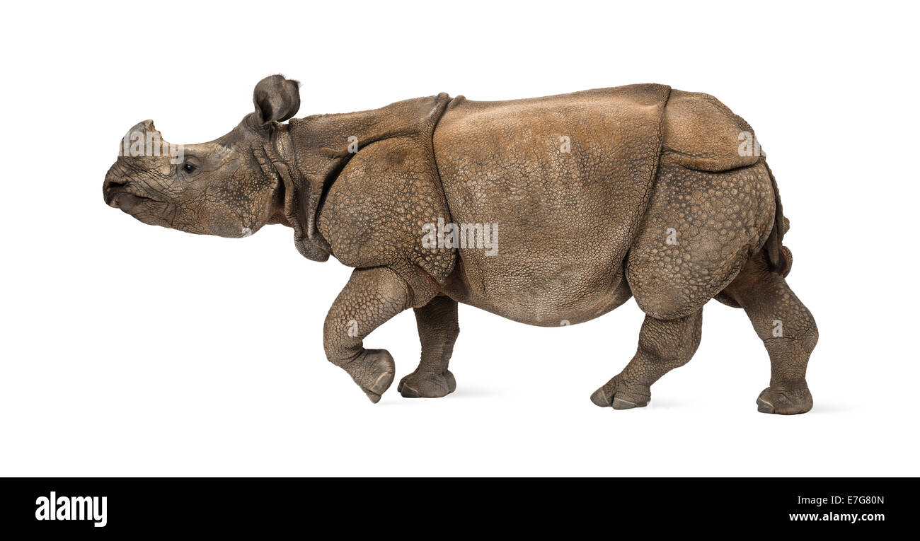Indian rhinocéros à une corne, in front of white background Banque D'Images