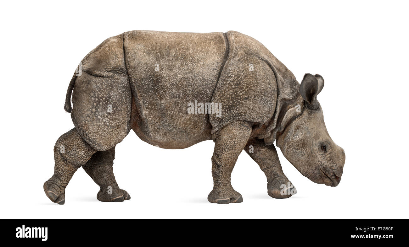 Jeune Indien rhinocéros à une corne (8 mois) in front of white background Banque D'Images