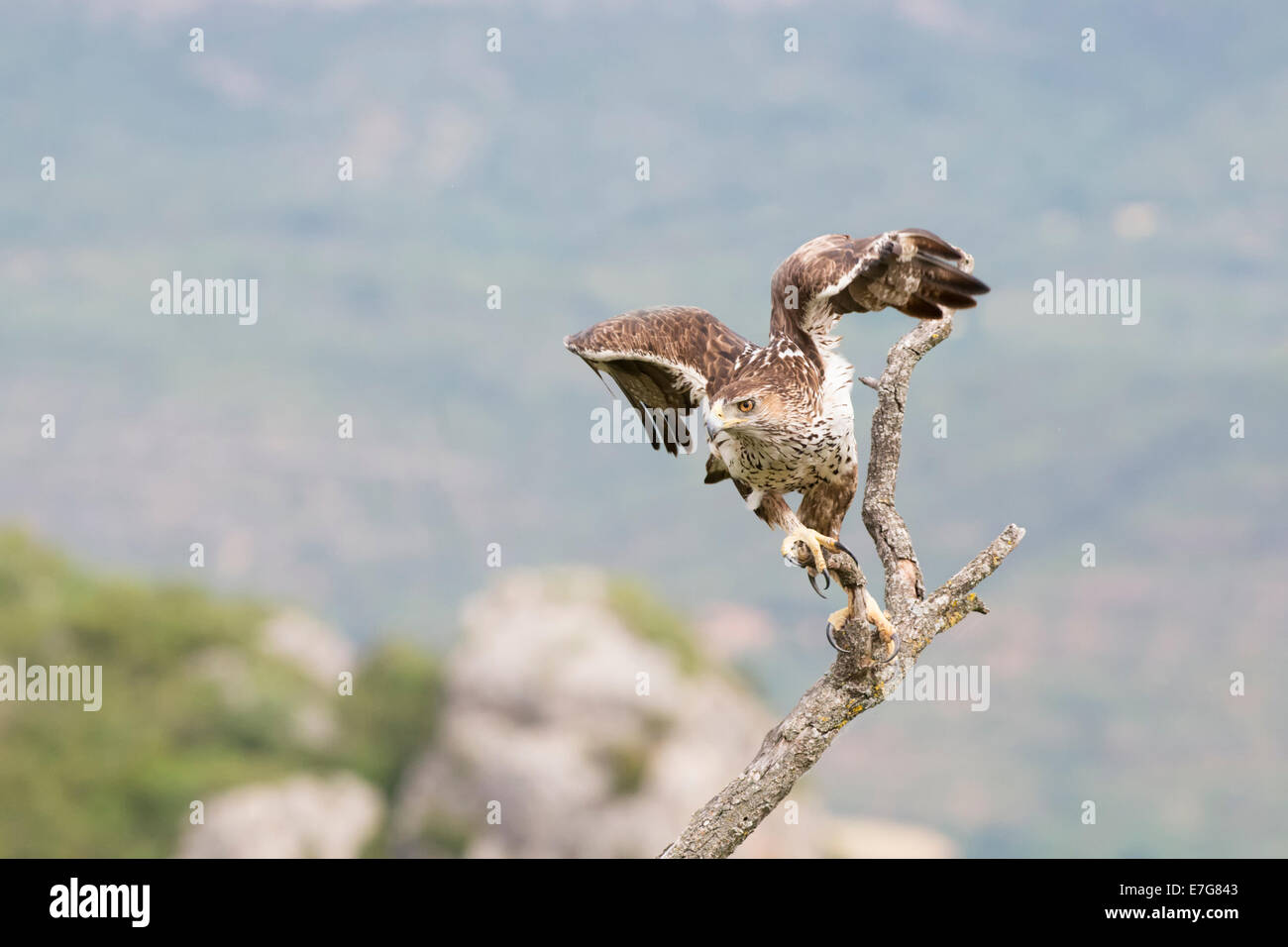 Aigle de Bonelli (Aquila fasciata), volant d'une branche. Banque D'Images