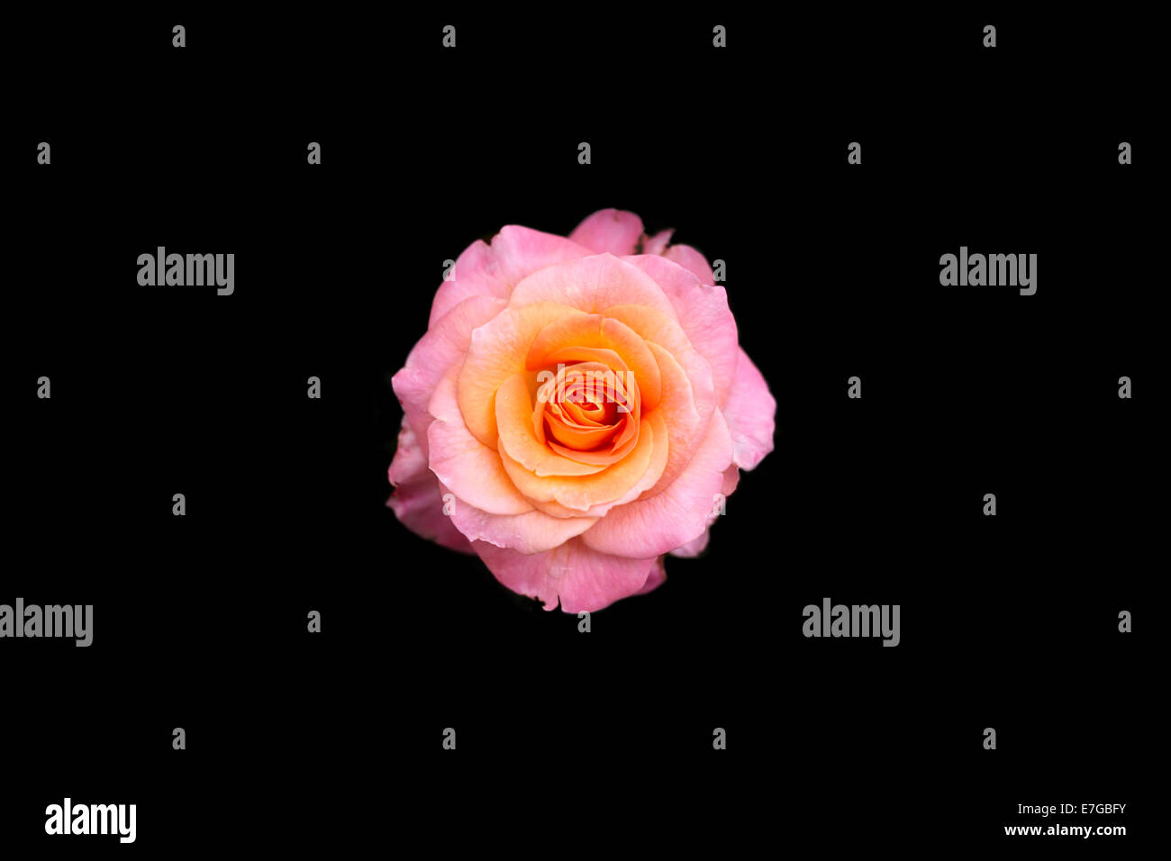 Bicolore rose rose photographié à portland Banque D'Images