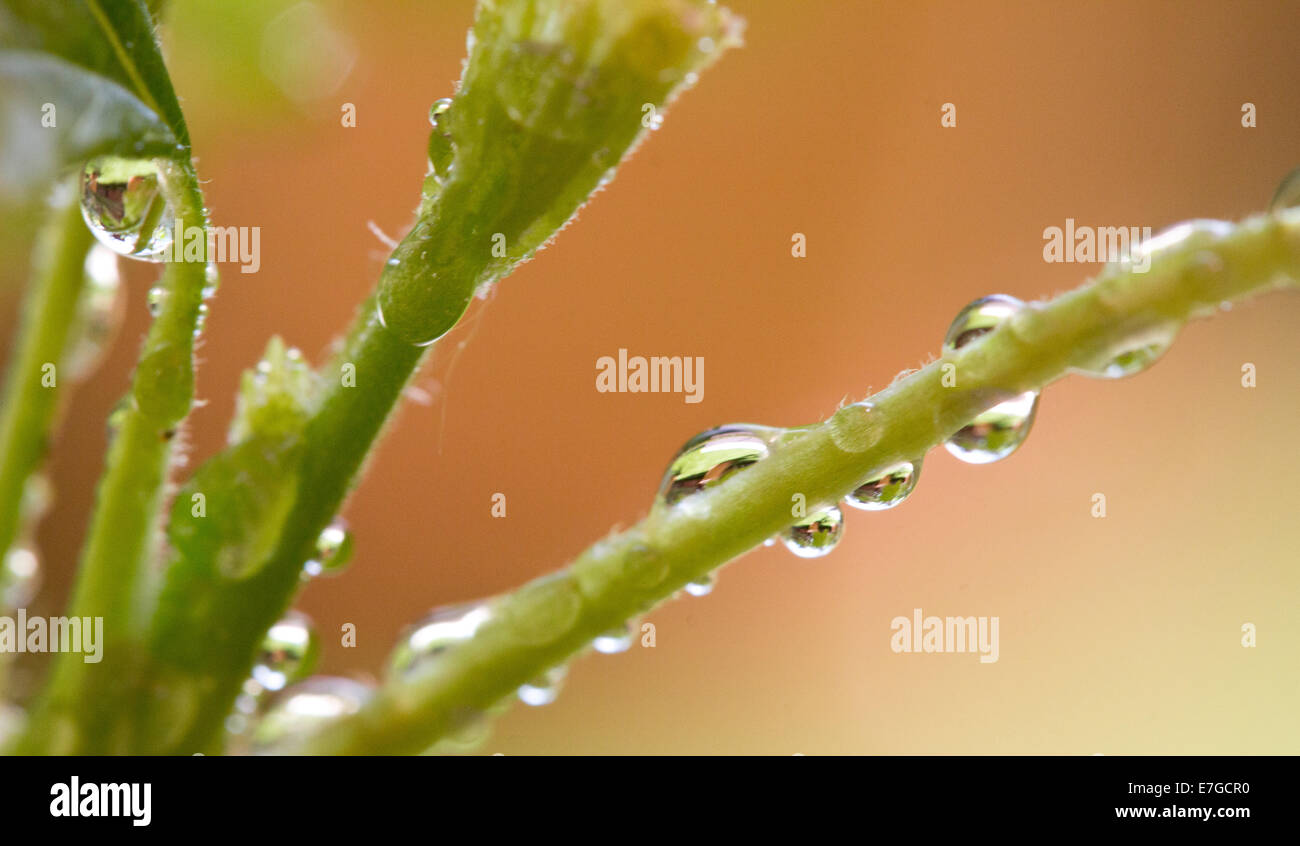 Gouttes d'eau sur une plante close up Banque D'Images