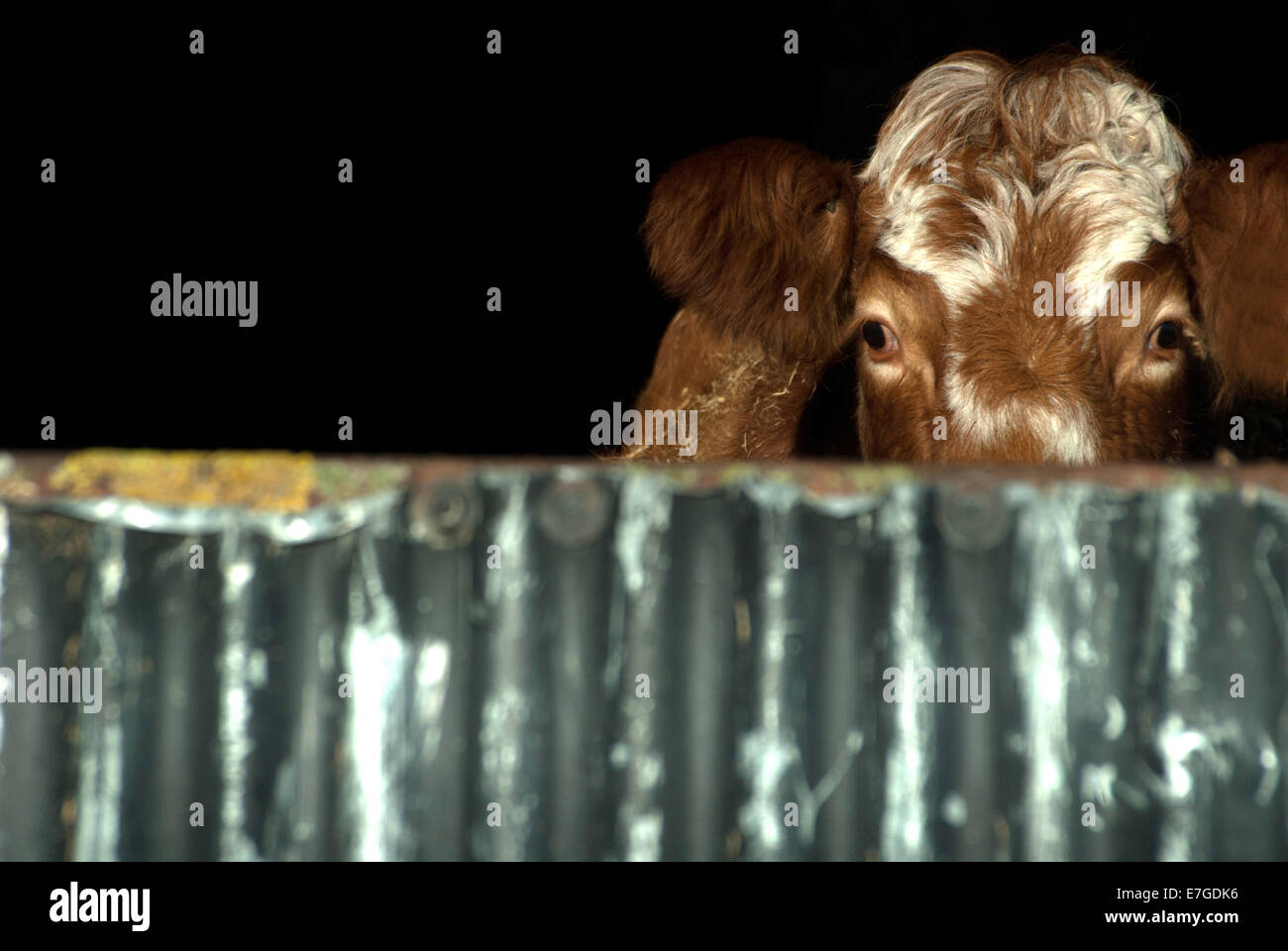 Vache brune Banque D'Images