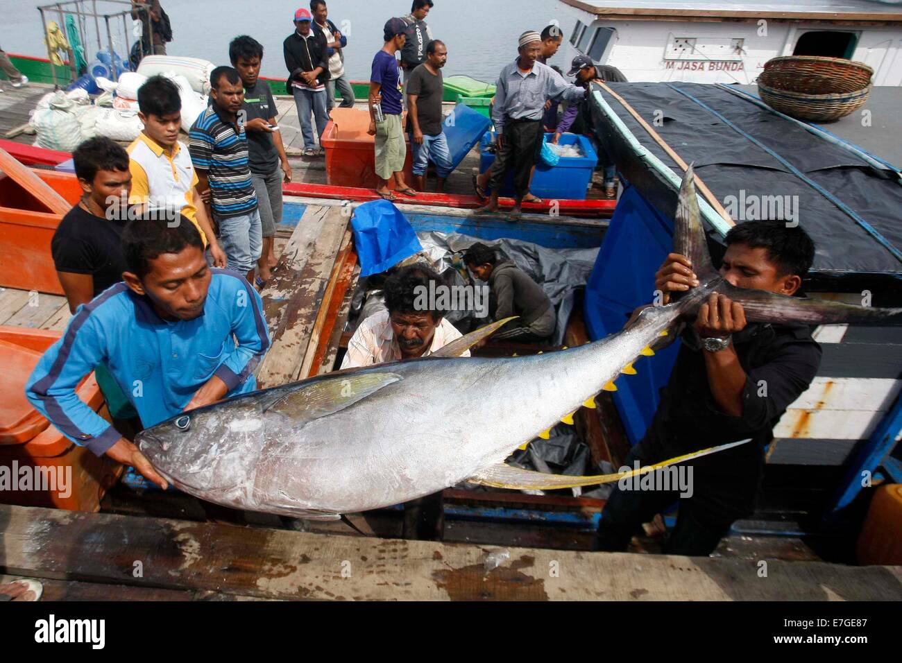 (140917) -- BANDA ACEH, le 17 septembre 2014 (Xinhua) -- un levage travailleurs thon poisson d'un bateau au port de Lampulo, à Banda Aceh, Indonésie, le 17 septembre, 2014. Produits de thonidés sont le deuxième plus grand de produits de la pêche les exportations de l'Indonésie. (Xinhua/Junaidi) Banque D'Images