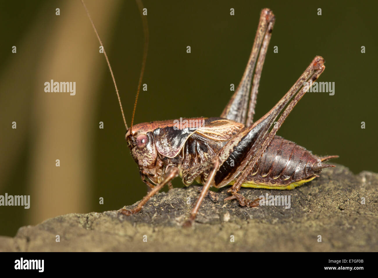 Mâle adultes cricket, Pholidoptera griseoaptera bush Banque D'Images