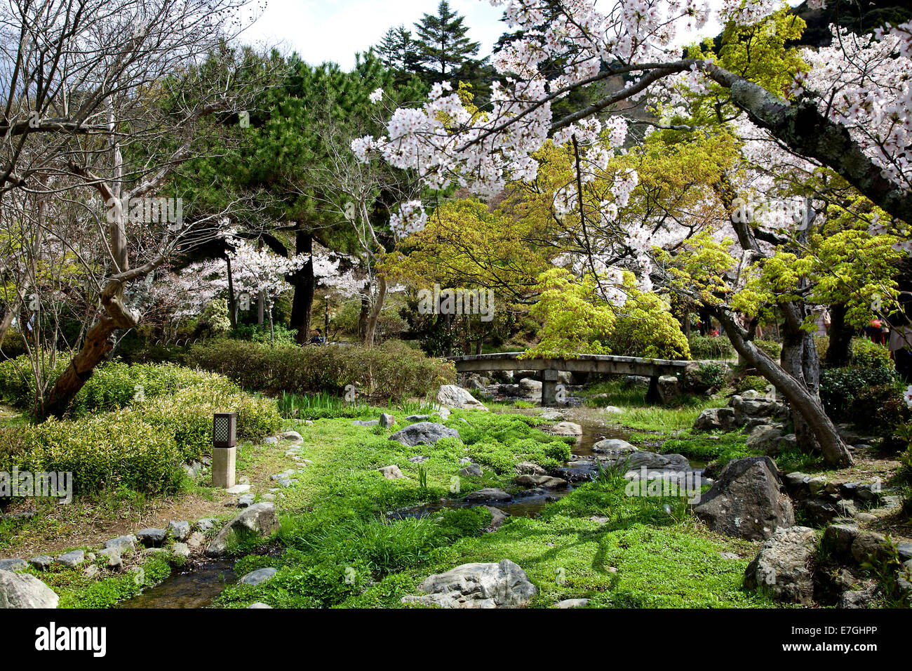 Les jardins japonais pendant la saison des cerisiers en fleur. Parc Maruyama-koen, Kyoto, Japon, Asie Banque D'Images