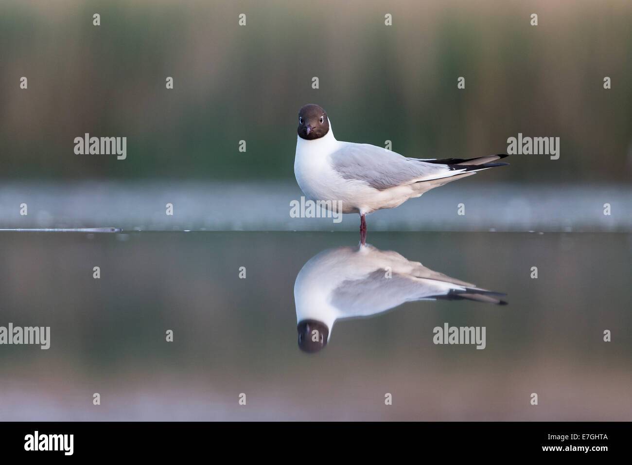 Mouette rieuse (Chroicocephalus ridibundus) Comité permanent en eau peu profonde au bord d'un lac Banque D'Images