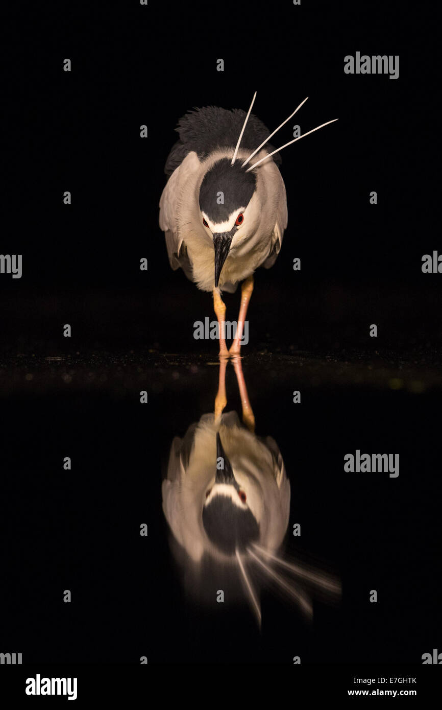 Bihoreau gris (Nycticorax nycticorax) chasser la nuit Banque D'Images