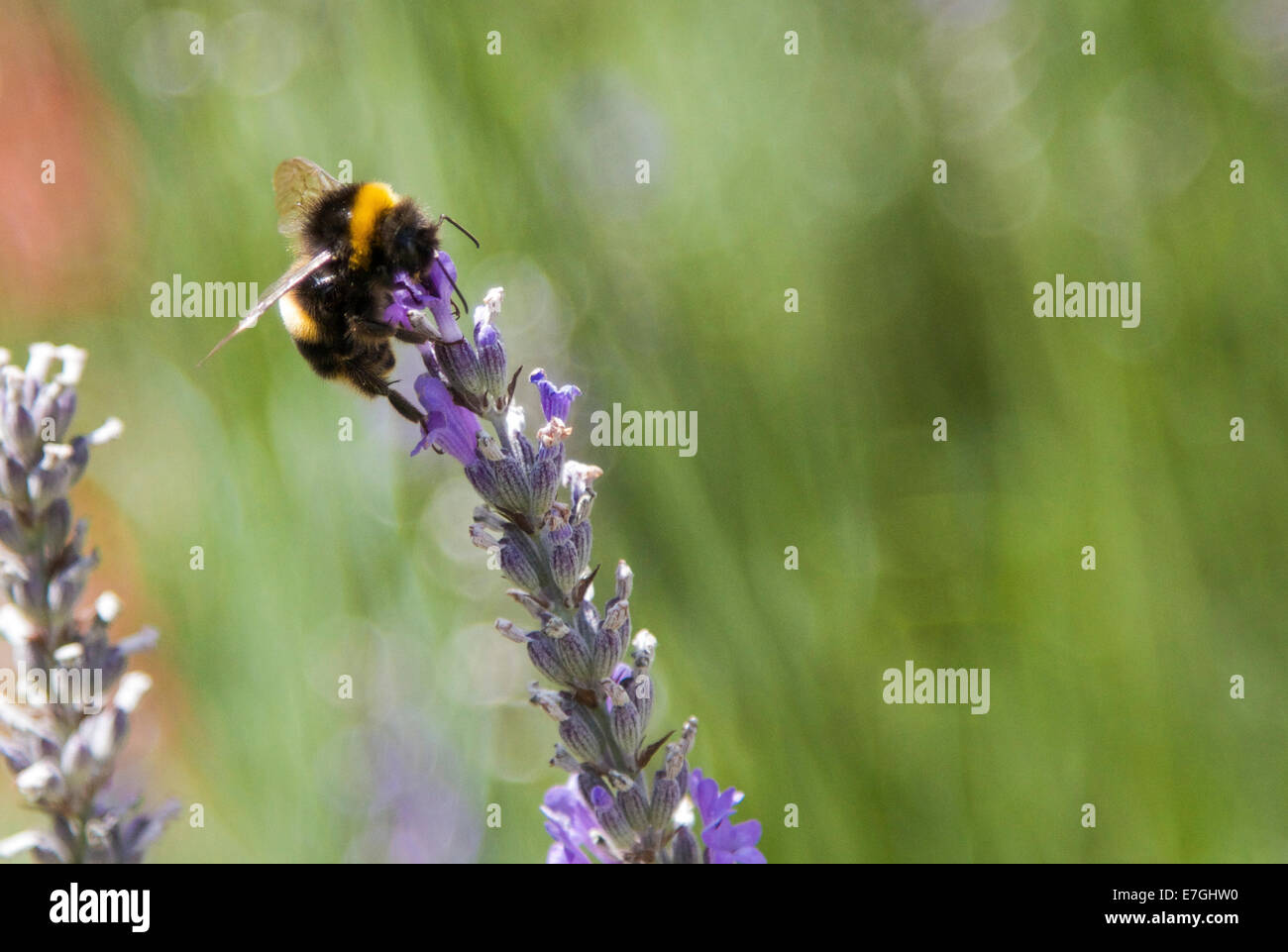 Un bourdon à la recherche de pollen sur un plant de lavande Banque D'Images