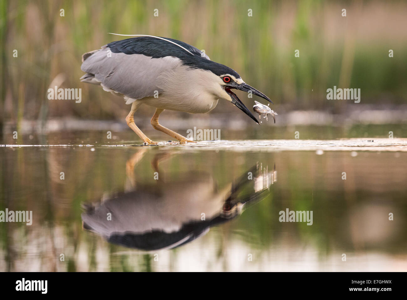 Bihoreau gris (Nycticorax nycticorax) attraper un poisson-chat (Ictalurus) Banque D'Images