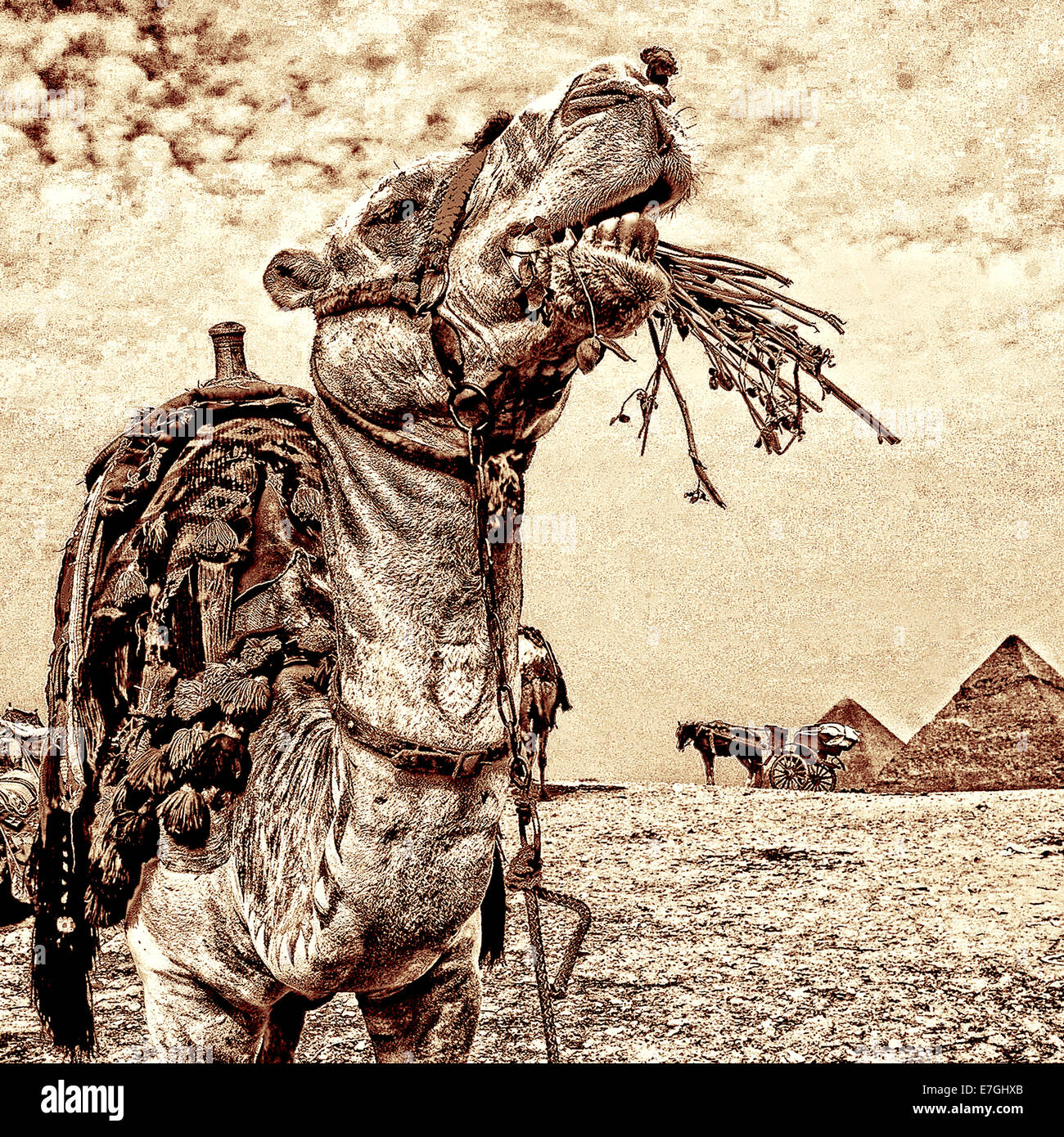 Voyage de chameau à l'affiche de pyramides de Gizeh . Banque D'Images