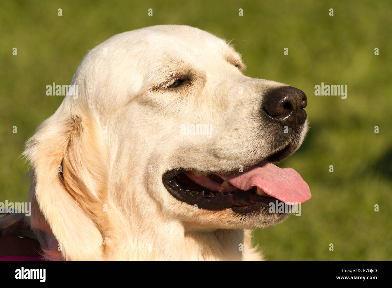 Head shot of a golden retriever blond dans le ring d'exposition canine à l'échelle locale. Banque D'Images