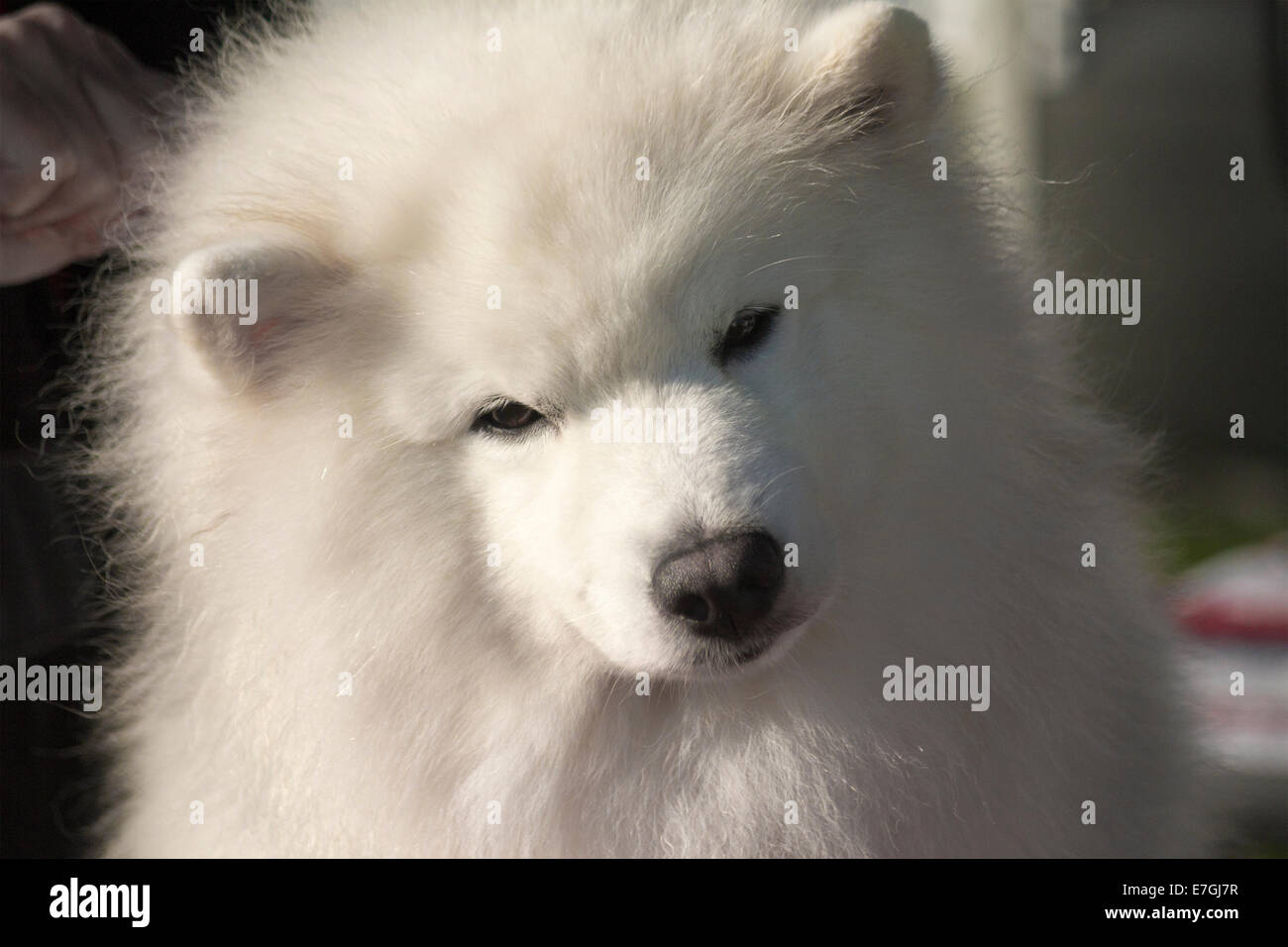 Portrait de chien Samoyède en préparation pour sa classe à un dog show local avec sa tête pencha sur le côté Banque D'Images