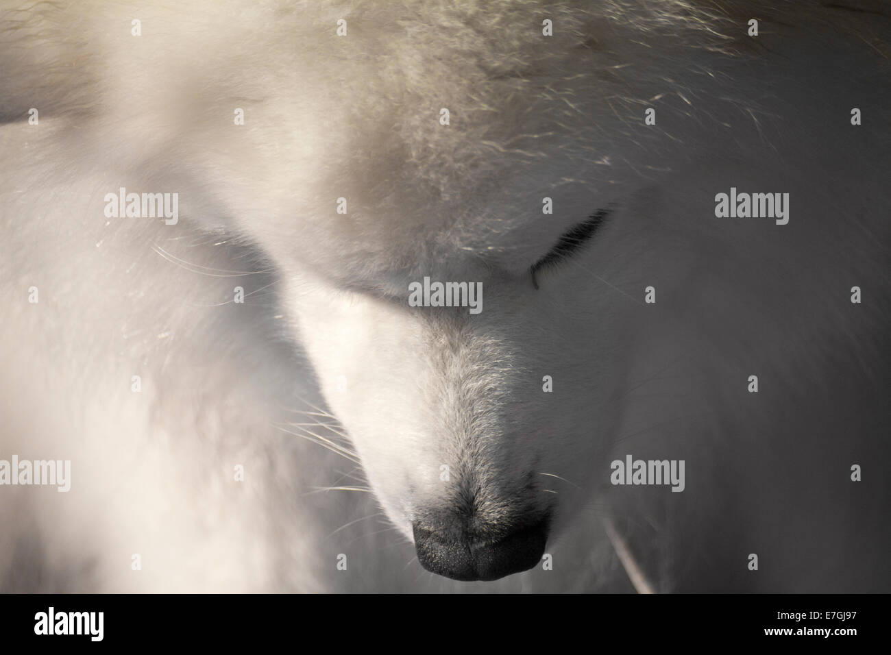 Portrait de chien Samoyède en préparation pour sa classe à un dog show local avec sa tête s'inclina Banque D'Images