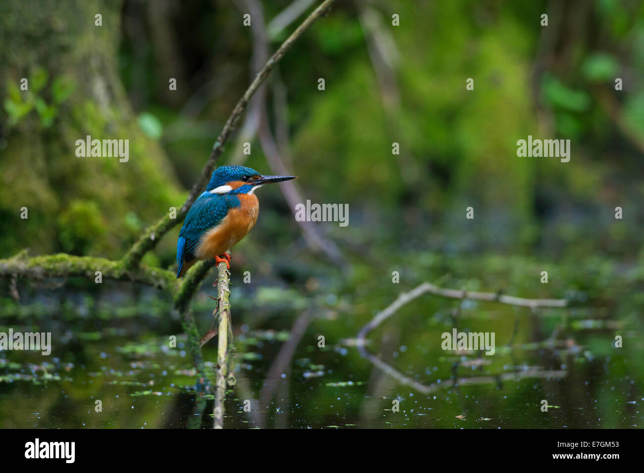 Kingfisher Kingfisher eurasienne / commune (Alcedo atthis) perché sur direction générale et à l'affût de poissons dans un étang Banque D'Images