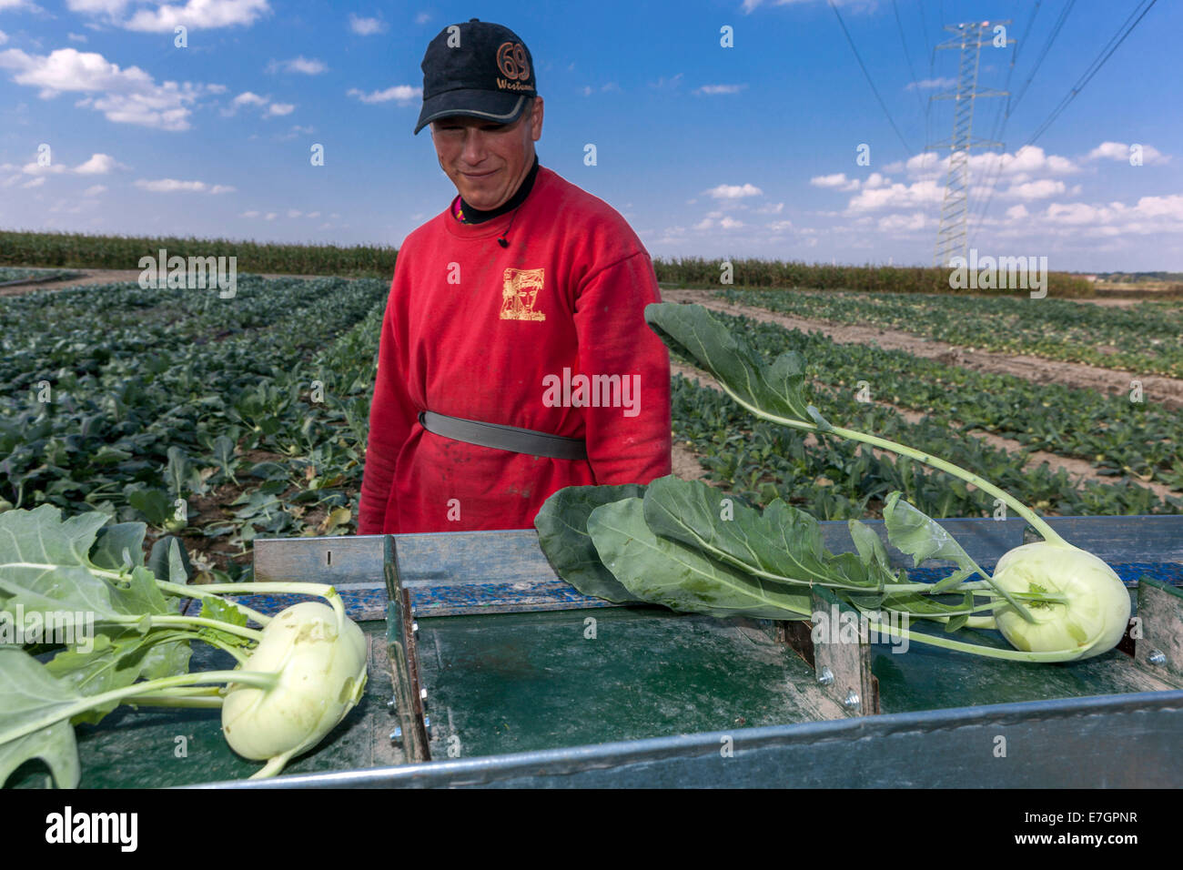 Les pickers roumains récoltent le champ de kohlrabi Bohême centrale, République tchèque Banque D'Images