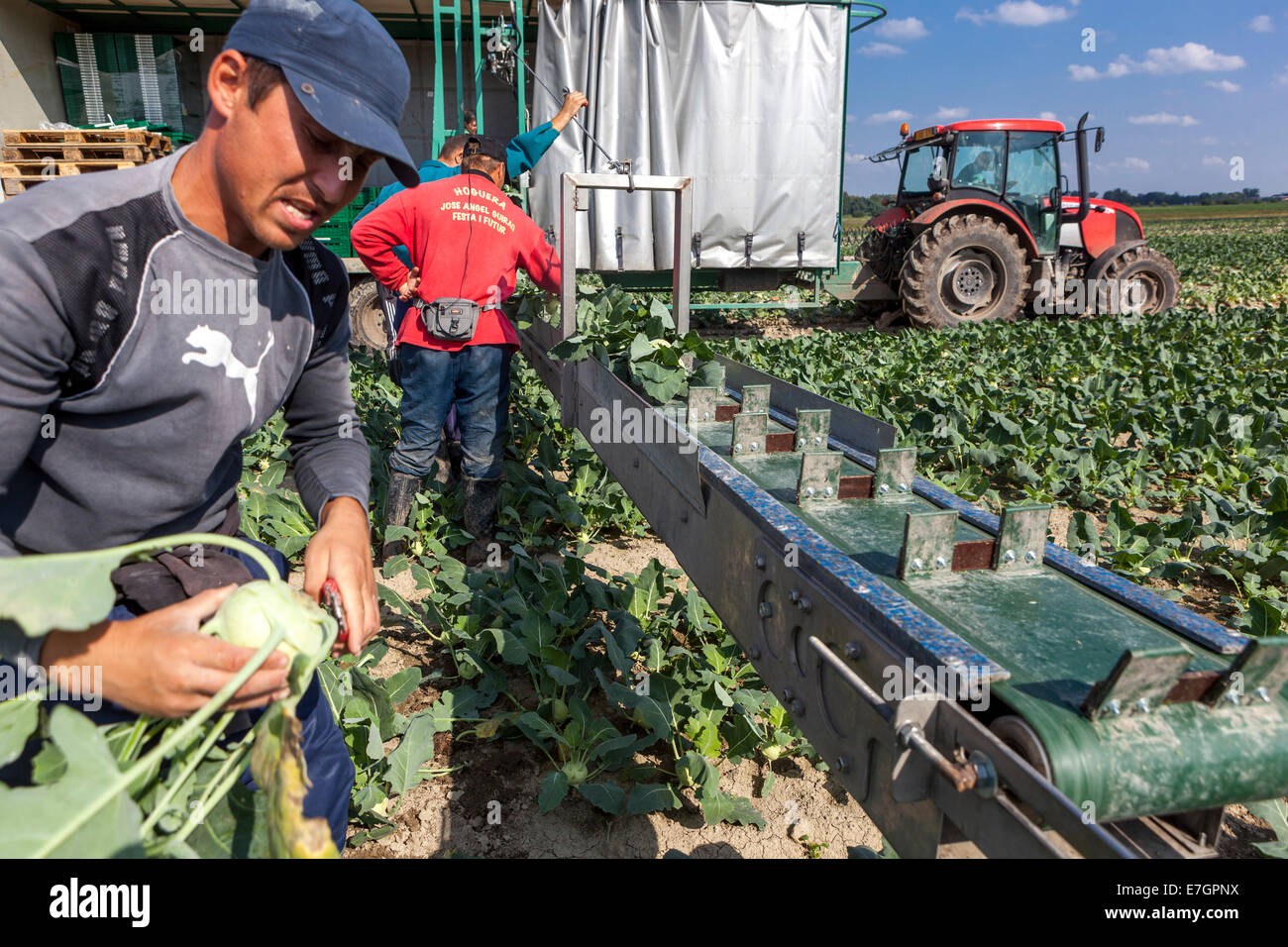 Les pickers roumains pour récolter le champ de kohlrabi, la récolte agricole, l'agriculteur de la République tchèque Banque D'Images