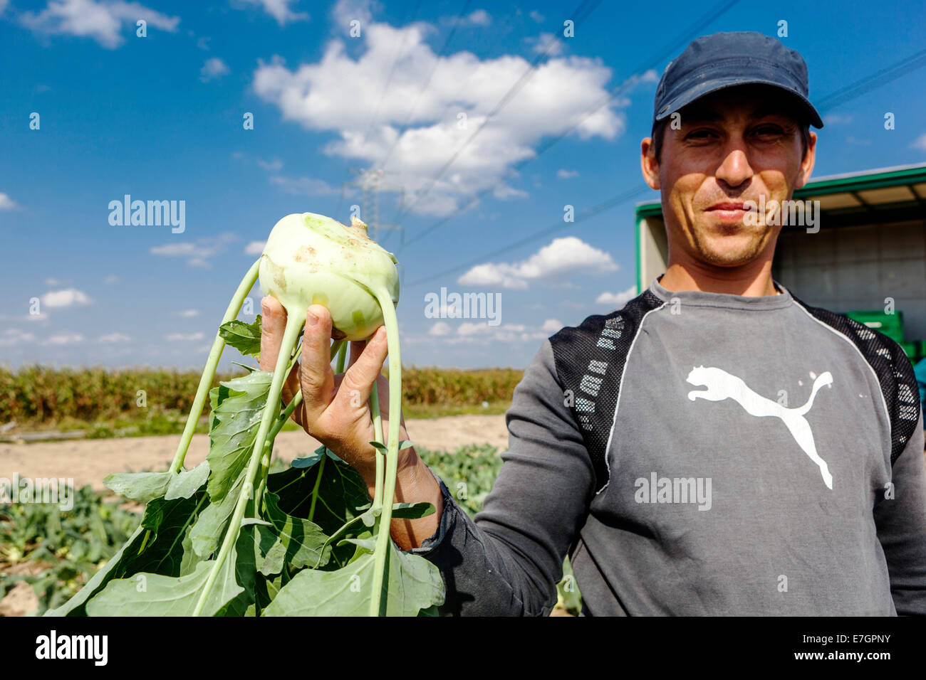 Sélectionneur roumain pour récolter le champ de Kohlrabi République tchèque Banque D'Images