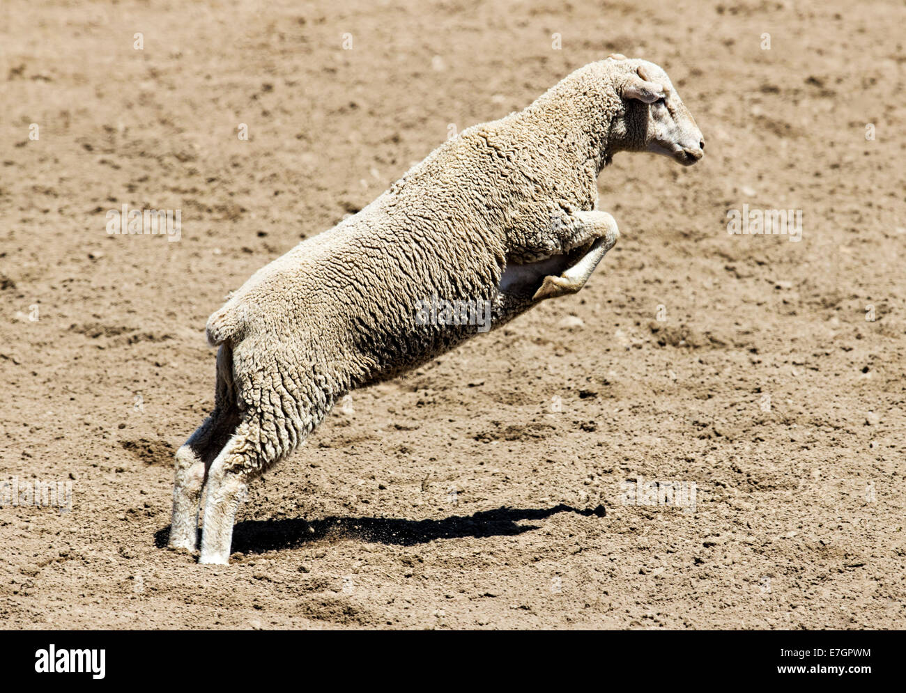 Les moutons en marche et saute dans le mouton busting, 3,192 Chaffee County Fair & Rodeo Banque D'Images