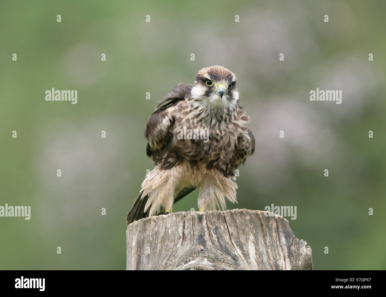 Portrait d'un Faucon Lanier prepairing pour le vol Banque D'Images