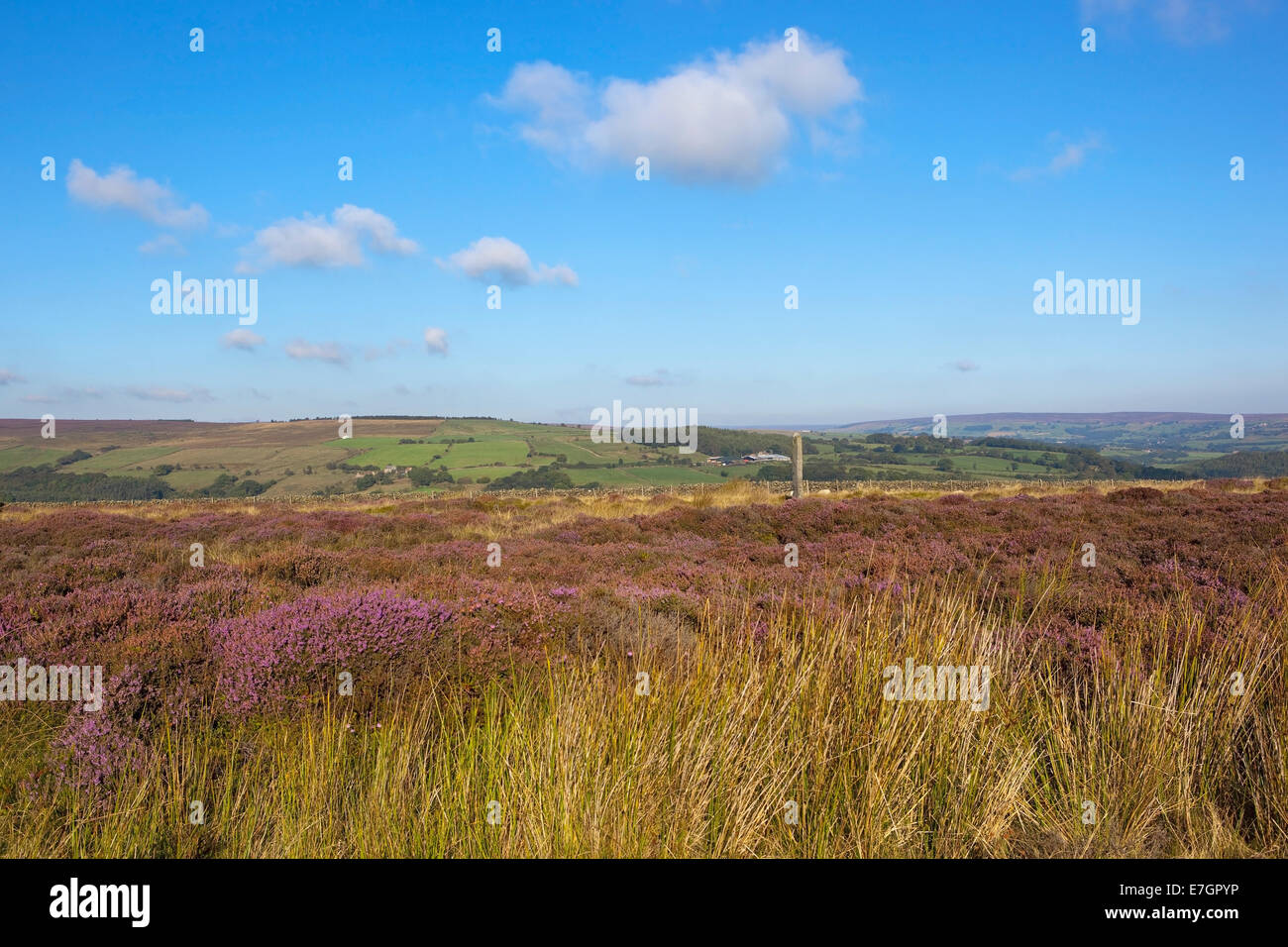 Une vieille pierre debout sur une lande de bruyère au-dessus des terres agricoles pittoresques de la North York Moors en automne. Banque D'Images